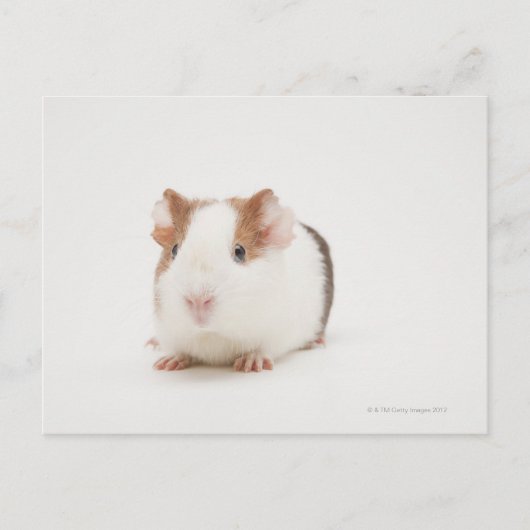 Studioaufnahme von Guinea Pig Postkarte (Vorderseite)