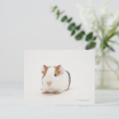 Studioaufnahme von Guinea Pig Postkarte (Stehend Vorderseite)