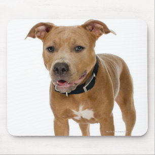 Studioporträt amerikanischen Pitbullwelpen 2 Mousepad