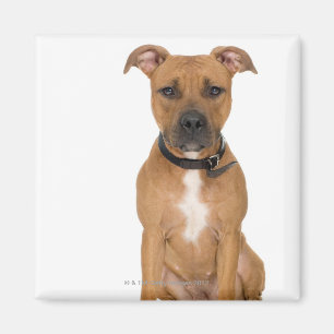 Studioporträt amerikanischen Pitbullwelpen 3 Magnet