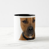 Studioporträt amerikanischen Pitbullwelpen 3 Zweifarbige Tasse (Mittel)