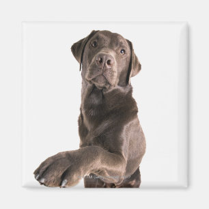 Studioporträt der Schokolade Labrador Magnet