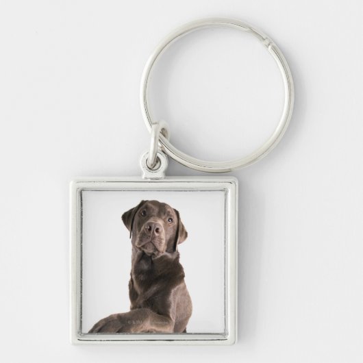 Studioporträt der Schokolade Labrador Schlüsselanhänger (Vorne)