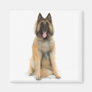 Studioporträt des belgischen Schäferhundes Magnet