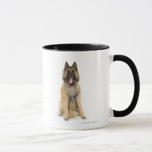 Studioporträt des belgischen Schäferhundes Tasse