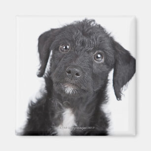 Studioporträt des schwarzen Jack-eingekritzels Magnet