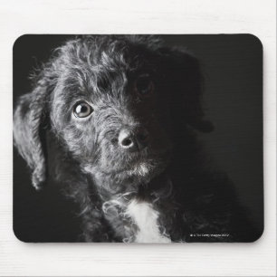 Studioporträt des schwarzen Jack-eingekritzels Mousepad