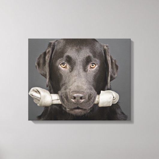 Studioporträt mit Schokoladenlabrador Leinwanddruck (Vorderseite)