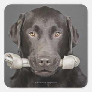 Studioporträt mit Schokoladenlabrador Quadratischer Aufkleber