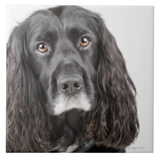 Studioporträt von cocker spaniel fliese (Vorderseite)