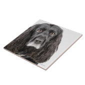 Studioporträt von cocker spaniel fliese (Seite)