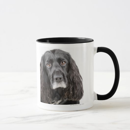 Studioporträt von cocker spaniel tasse (Rechts)