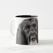 Studioporträt von cocker spaniel zweifarbige tasse (Vorderseite Links)