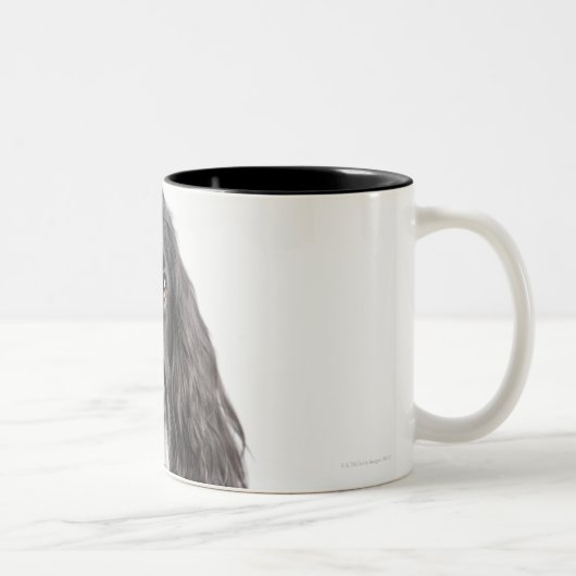 Studioporträt von cocker spaniel zweifarbige tasse (Rechts)