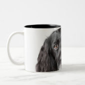 Studioporträt von cocker spaniel zweifarbige tasse (Links)
