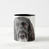 Studioporträt von cocker spaniel zweifarbige tasse (Mittel)