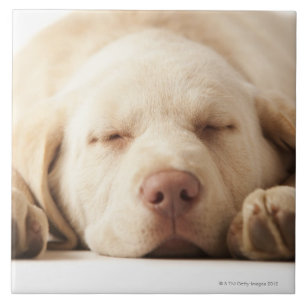 Studioporträt von gelbem Labrador retriever Fliese