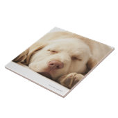 Studioporträt von gelbem Labrador retriever Fliese (Seite)