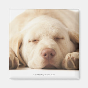Studioporträt von gelbem Labrador retriever Magnet