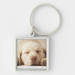 Studioporträt von gelbem Labrador retriever Schlüsselanhänger