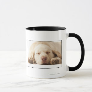 Studioporträt von gelbem Labrador retriever Tasse