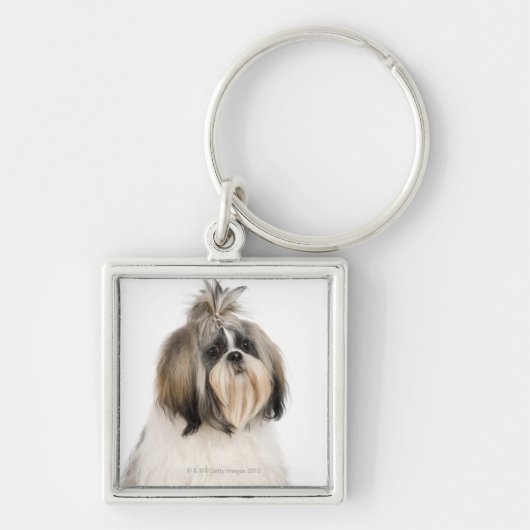 Studioporträt von Shih Tzu Schlüsselanhänger (Vorne)