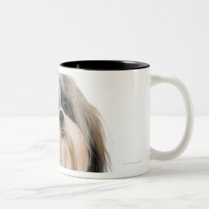 Studioporträt von Shih Tzu Zweifarbige Tasse