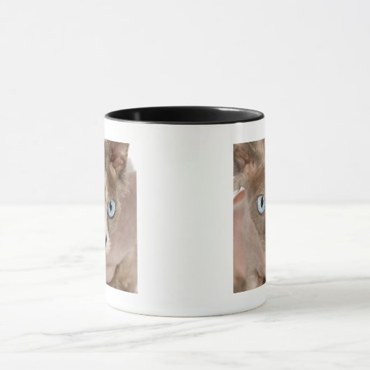 Studioporträt von Sphynx Katze Tasse (Zentrum)