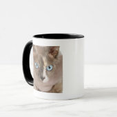 Studioporträt von Sphynx Katze Tasse (Vorderseite Links)