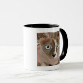Studioporträt von Sphynx Katze Tasse (VorderseiteRechts)