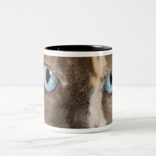 Studioporträt von Sphynx Katze Zweifarbige Tasse (Mittel)