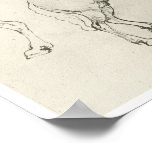Study of a Horse and It's Hindquarters, Da Vinci Poster (Ecke)