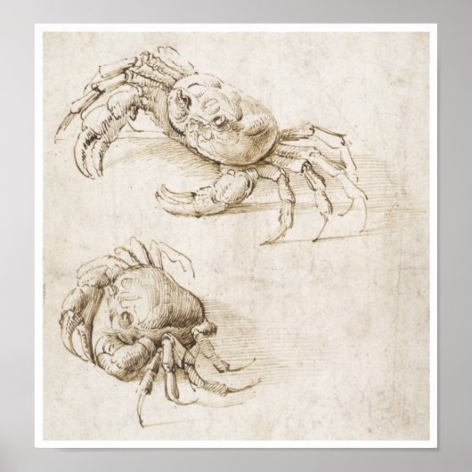 Study of Crab, Leonardo da Vinci Poster (Vorne)