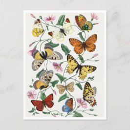 Study of diurnal butterflies by Paul Gervais Postkarte