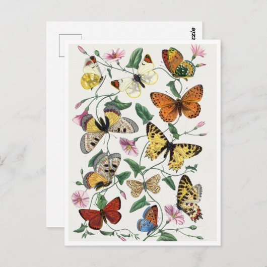 Study of diurnal butterflies by Paul Gervais Postkarte (Vorne/Hinten)