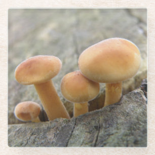 Stühle auf einem Untersetzer aus Baumkornglas