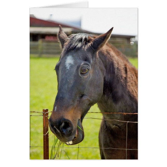 Stumme Pferdekarte (Vorne)