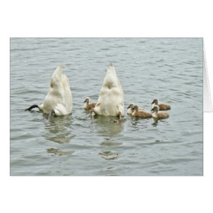 Stummer Schwan Famly