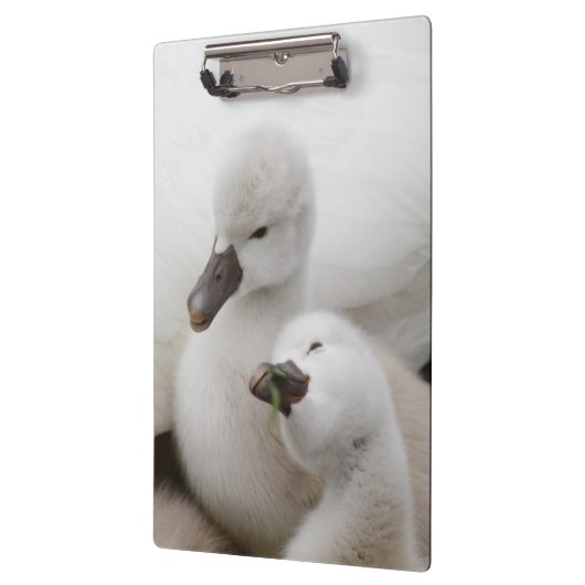 Stummer SchwanCygnets Klemmbrett (Links)