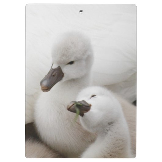 Stummer SchwanCygnets Klemmbrett (Rückseite)