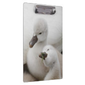 Stummer SchwanCygnets Klemmbrett (Rechts)