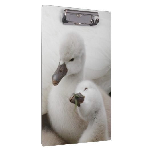 Stummer SchwanCygnets Klemmbrett (Rechts)