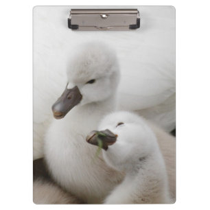 Stummer SchwanCygnets Klemmbrett