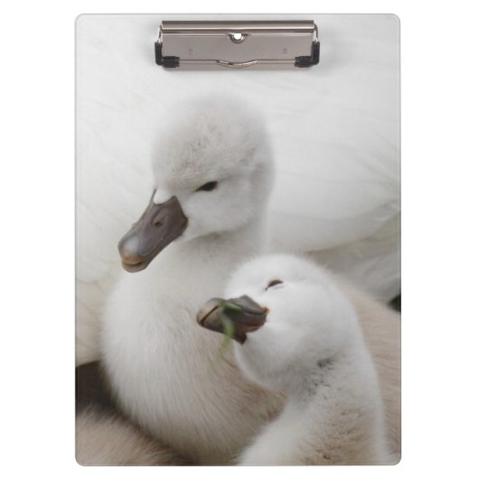 Stummer SchwanCygnets Klemmbrett (Vorderseite)