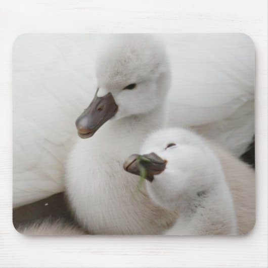 Stummer SchwanCygnets Mousepad (Vorne)