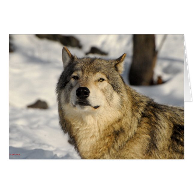 Stummhaltung (Vorderseite (Horizontal))