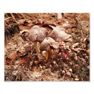 Stump Mushrooms Fotodruck