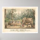 Stump of the Mammoth Tree of Calaveras (0977A) Poster (Vorne)