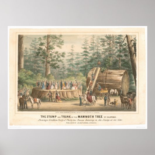 Stump of the Mammoth Tree of Calaveras (0977A) Poster (Vorne)