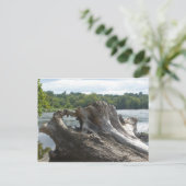 Stumpf auf James River Postkarte (Stehend Vorderseite)